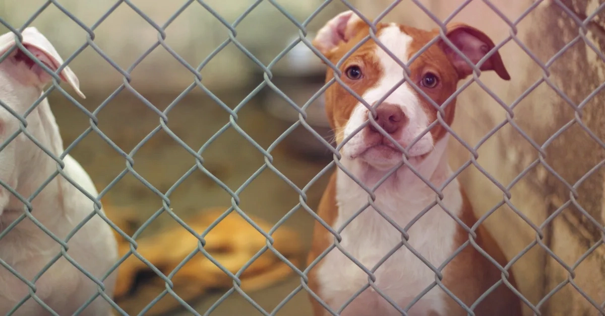 Arizona Moves to Revoke Underdog Fantasy Licence